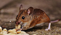 24 Hour & Emergency Exterminators in Arundel, ME